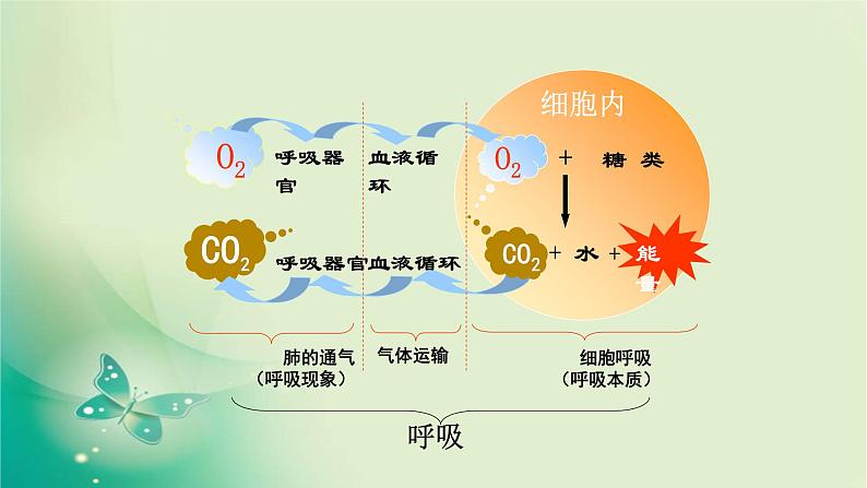 高中生物新苏教版必修第一册  3.3 细胞呼吸——能量的转化和利用 课件（59张）03