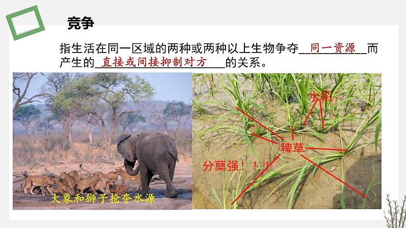 1.3  种间关系 课件 高中生物新苏教版选择性必修2第5页