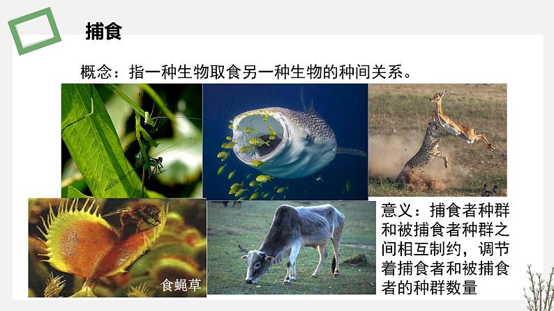 1.3  种间关系 课件 高中生物新苏教版选择性必修2第7页