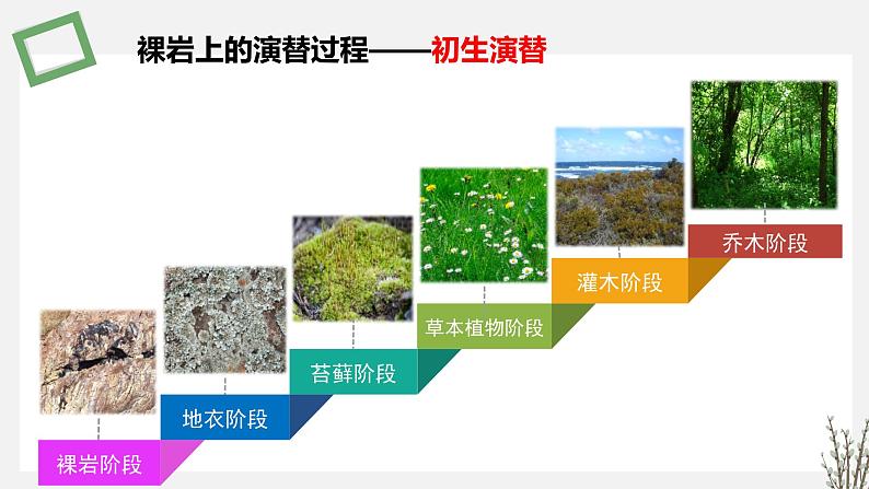 2.3  生物群落的演替 课件 高中生物新苏教版选择性必修2第6页