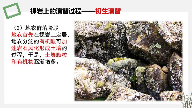 2.3  生物群落的演替 课件 高中生物新苏教版选择性必修2第8页