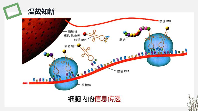 3.4 生态系统的信息传递 课件 高中生物新苏教版选择性必修2第2页