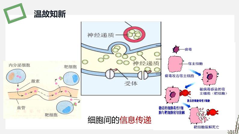 3.4 生态系统的信息传递 课件 高中生物新苏教版选择性必修2第3页