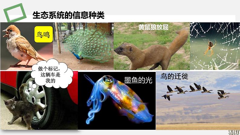 3.4 生态系统的信息传递 课件 高中生物新苏教版选择性必修2第8页