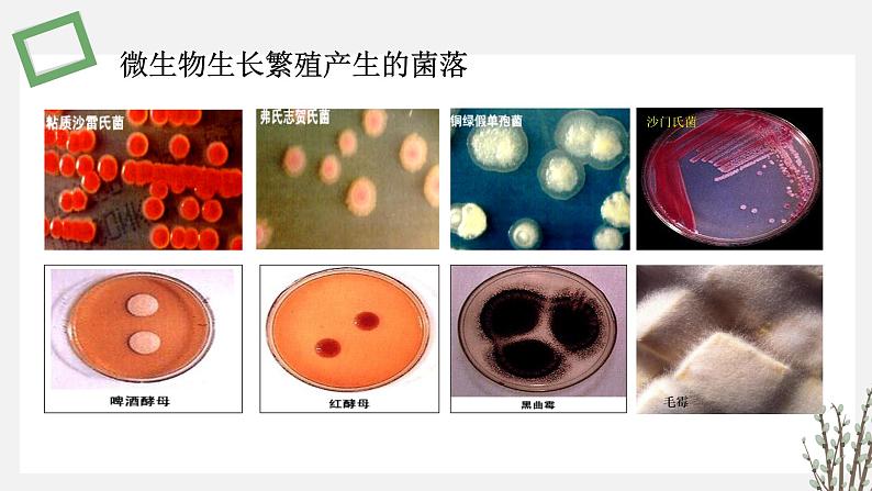 1.1 发酵工程的培养基 课件 高中生物新苏教版选择性必修306