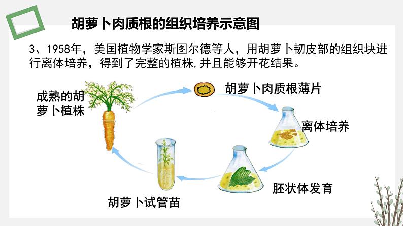 2.1  植物细胞工程 课件 高中生物新苏教版选择性必修304