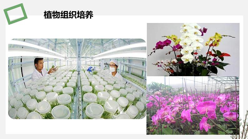 2.1  植物细胞工程 课件 高中生物新苏教版选择性必修308