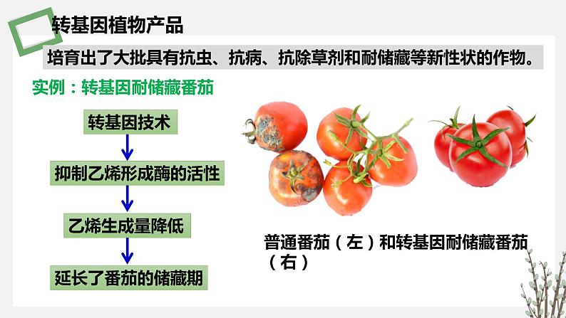 4.1  转基因产品的安全性 课件 高中生物新苏教版选择性必修第6页