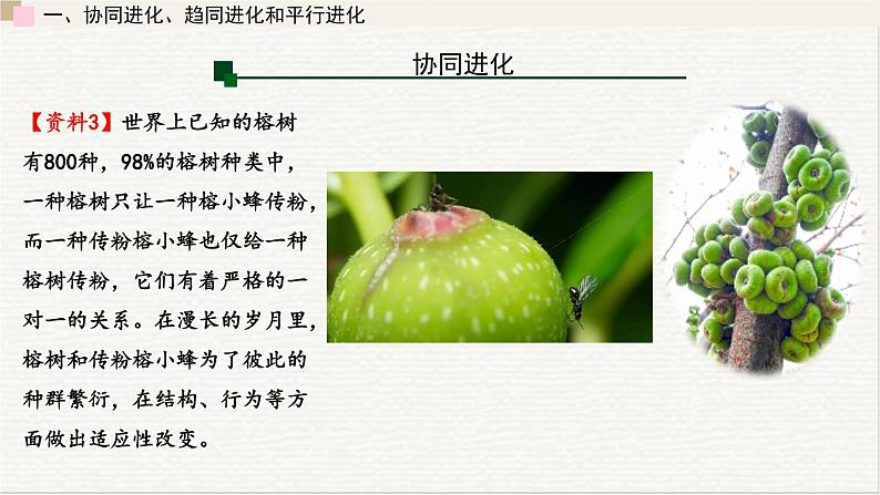 5.3  生物多样性为人类生存提供资源与适宜环境 课件 高中生物新浙科版必修208