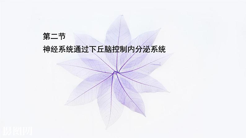 第三章 第二节 神经系统通过下丘脑控制内分泌系统 课件（62张）-高中生物新浙科版（2019）选择性必修101