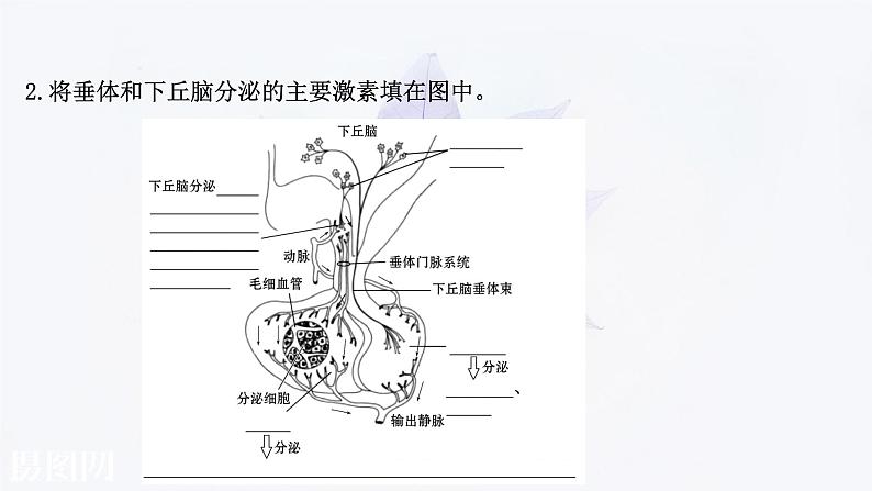 第三章 第二节 神经系统通过下丘脑控制内分泌系统 课件（62张）-高中生物新浙科版（2019）选择性必修104