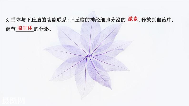 第三章 第二节 神经系统通过下丘脑控制内分泌系统 课件（62张）-高中生物新浙科版（2019）选择性必修105