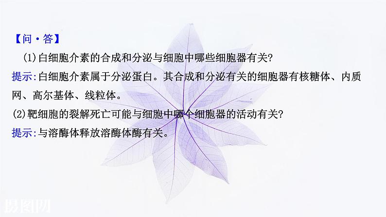 第四章 第三节 人体通过特异性免疫对抗病原体 课件（50张）-高中生物新浙科版（2019）选择性必修106