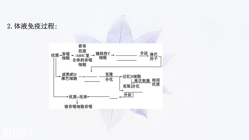 第四章 第三节 人体通过特异性免疫对抗病原体 课件（50张）-高中生物新浙科版（2019）选择性必修108