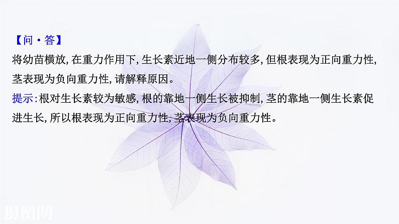 第五章 第三节 植物对多种环境信号做出反应 课件（31张）-高中生物新浙科版（2019）选择性必修104