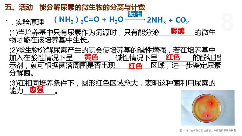 1.2 纯净的目标微生物可通过分离和纯化获得（第3课时） 课件 高中生物新浙科版选择性必修3第8页