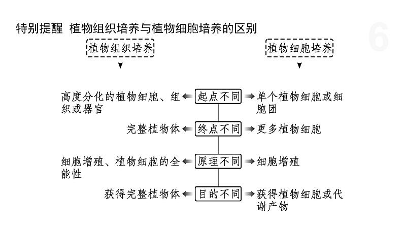 2.1 通过植物组织培养可获得完整植株（第2课时） 课件 高中生物新浙科版选择性必修306