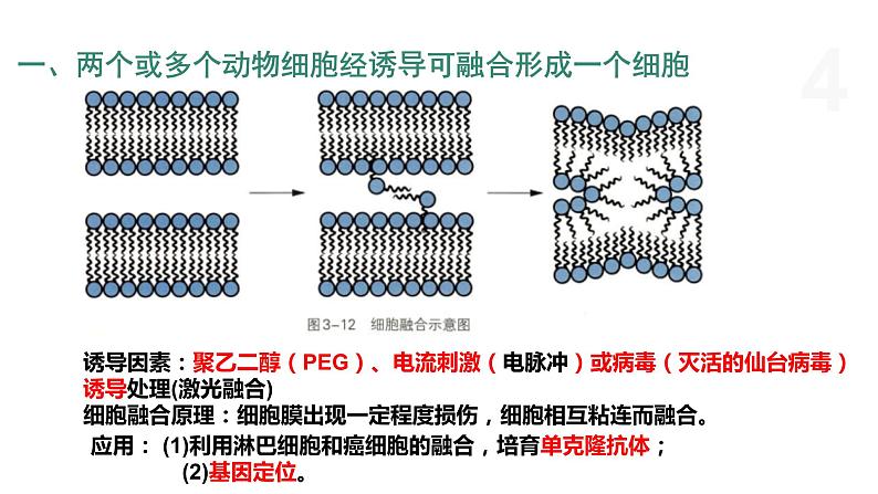 3.3 通过细胞融合可产生具有新特性的细胞 课件 高中生物新浙科版选择性必修304