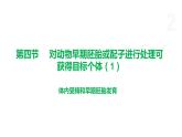 3.4 对动物早期胚胎或配子进行处理可获得目标个体（第1课时） 课件 高中生物新浙科版选择性必修3