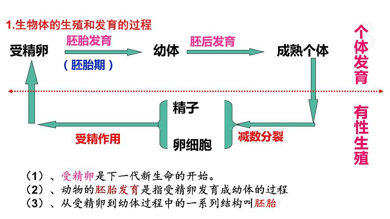 3.4 对动物早期胚胎或配子进行处理可获得目标个体（第1课时） 课件 高中生物新浙科版选择性必修308