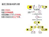 4.1 基因工程赋予生物新的遗传特性（第2课时） 课件 高中生物新浙科版选择性必修3