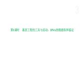 4.1 基因工程赋予生物新的遗传特性（第1课时） 课件 高中生物新浙科版选择性必修3