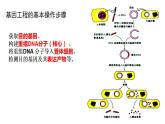 4.1 基因工程赋予生物新的遗传特性（第3课时） 课件 高中生物新浙科版选择性必修3