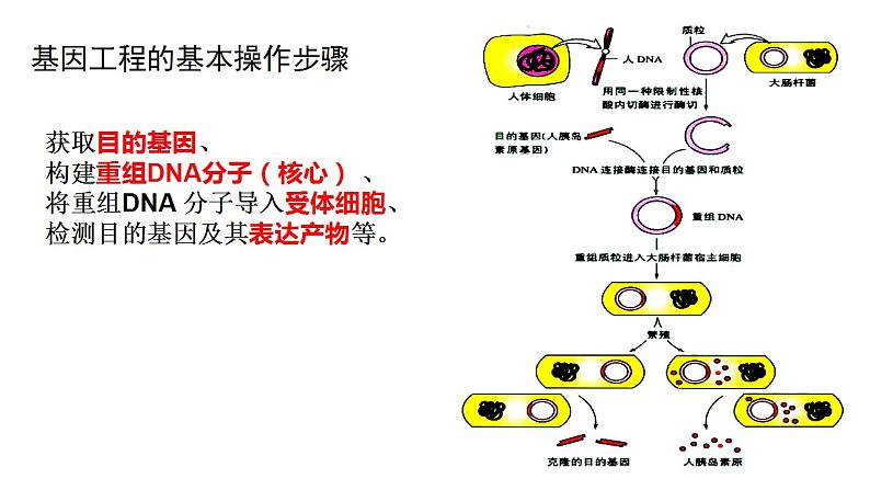 4.1 基因工程赋予生物新的遗传特性（第3课时） 课件 高中生物新浙科版选择性必修303