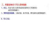 4.1 基因工程赋予生物新的遗传特性（第3课时） 课件 高中生物新浙科版选择性必修3