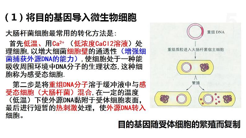 4.1 基因工程赋予生物新的遗传特性（第3课时） 课件 高中生物新浙科版选择性必修305