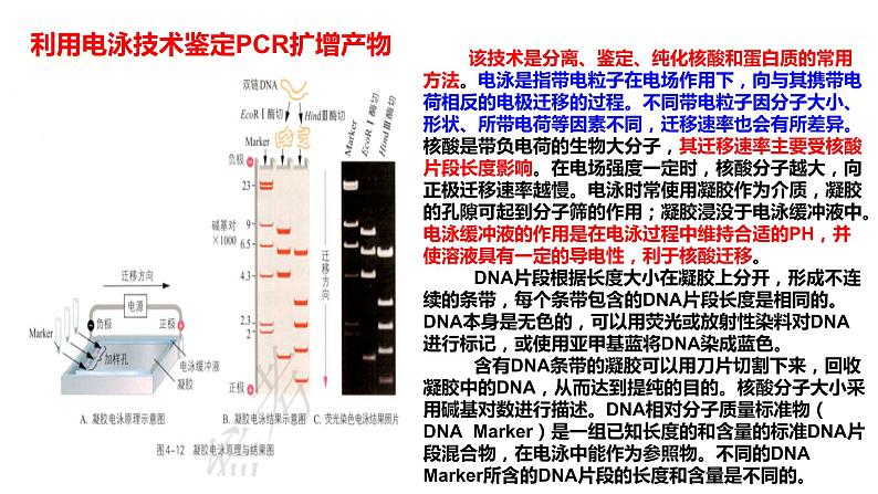 4.1 基因工程赋予生物新的遗传特性（第4课时） 课件 高中生物新浙科版选择性必修304