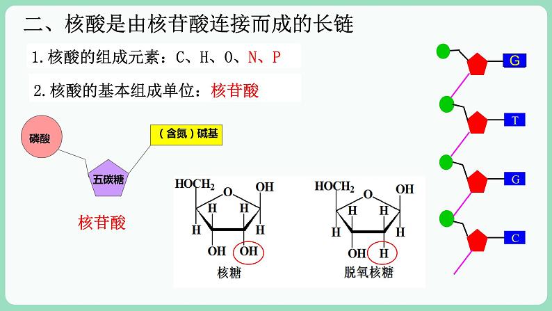 第2章第5节核酸是遗传信息的携带者第6页