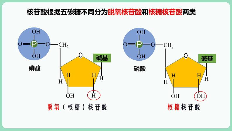 第2章第5节核酸是遗传信息的携带者第7页