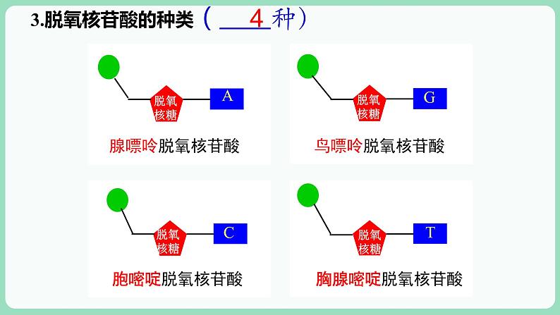 第2章第5节核酸是遗传信息的携带者第8页