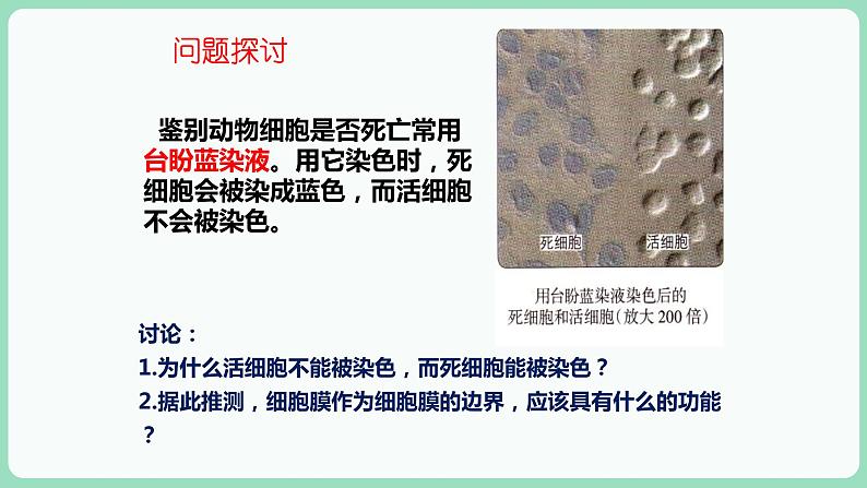 3.1 细胞膜的结构和功能（课件+练习）-2022-2023学年高一上学期生物人教版（2019）必修104