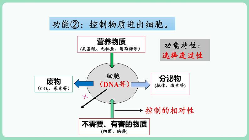 3.1 细胞膜的结构和功能（课件+练习）-2022-2023学年高一上学期生物人教版（2019）必修105