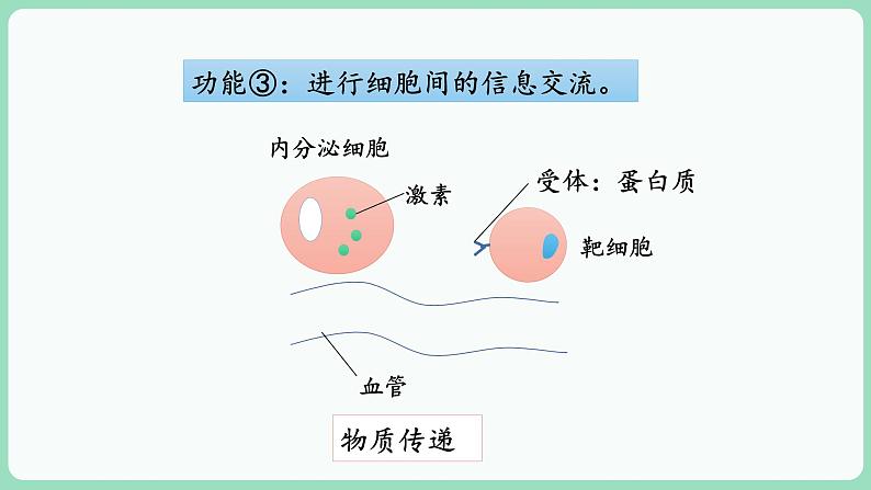 3.1 细胞膜的结构和功能（课件+练习）-2022-2023学年高一上学期生物人教版（2019）必修106