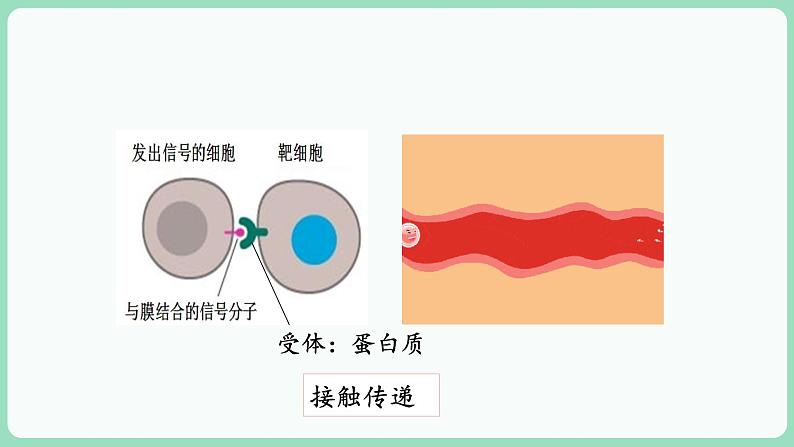 3.1 细胞膜的结构和功能（课件+练习）-2022-2023学年高一上学期生物人教版（2019）必修107