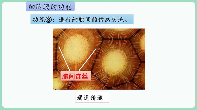 3.1 细胞膜的结构和功能（课件+练习）-2022-2023学年高一上学期生物人教版（2019）必修108