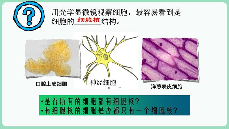 3.3 细胞核的结构和功能（课件+练习）-2022-2023学年高一上学期生物人教版（2019）必修104