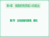 4.2 主动运输与胞吞、胞吐（课件+练习）-2022-2023学年高一上学期生物人教版（2019）必修1