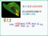 5.2 细胞的能量“货币”ATP（课件+练习）-2022-2023学年高一上学期生物人教版（2019）必修1