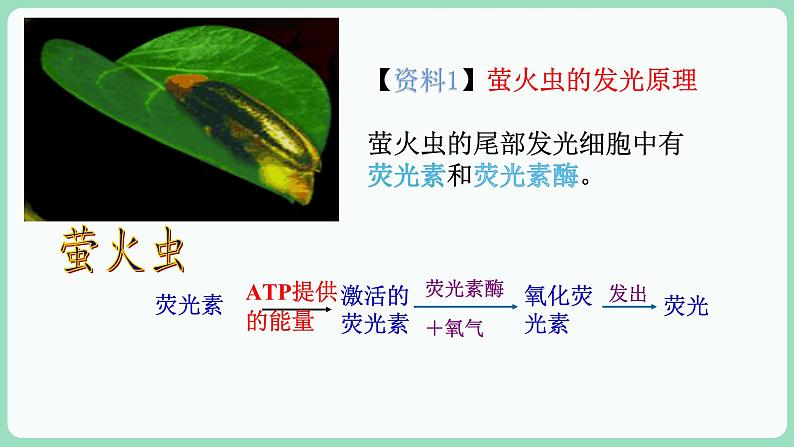 第5章第2节 细胞的能量“货币”ATP第3页