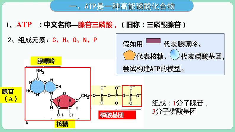 第5章第2节 细胞的能量“货币”ATP第8页