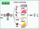 6.2 细胞的分化（课件+练习）-2022-2023学年高一上学期生物人教版（2019）必修1