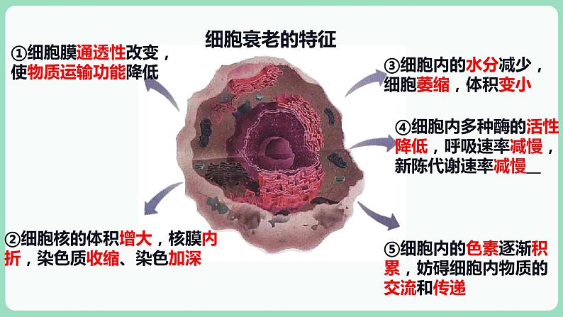 第6章第3节细胞的衰老和死亡第5页