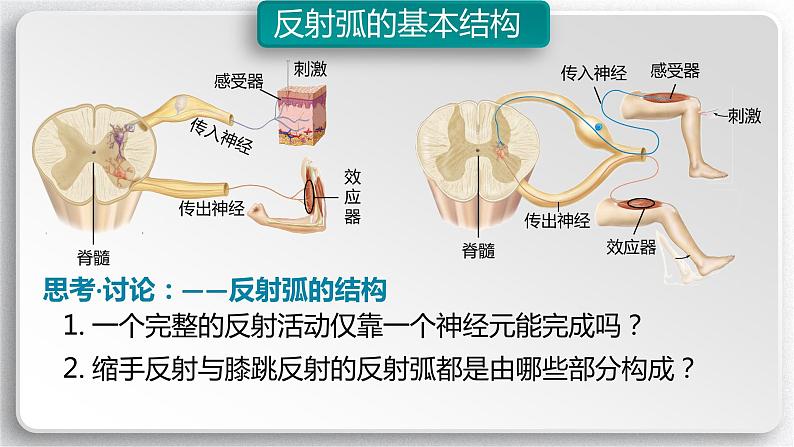 第二章：第2节：神经调节的基本方式课件高中生物人教选择性必修一05