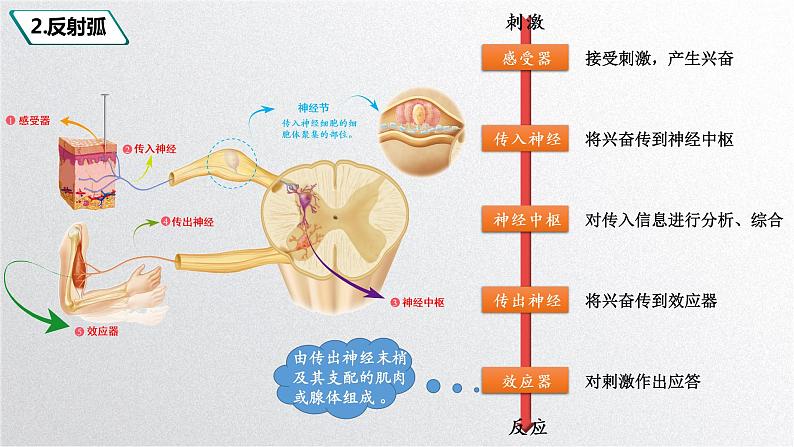 第二章：第2节：神经调节的基本方式课件高中生物人教选择性必修一06