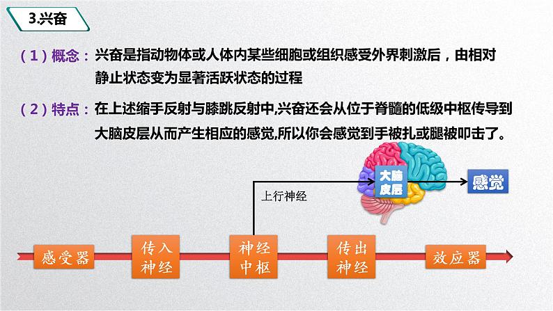 第二章：第2节：神经调节的基本方式课件高中生物人教选择性必修一07