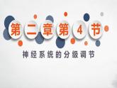 第二章：第4节：神经系统的分级调节课件高中生物人教选择性必修一